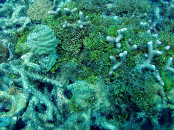 Reef degradation - Corals overgrown by algae, Dry Tortugas, Florida Keys, 2000: Photograph courtesy of and (c) Mark Chiappone